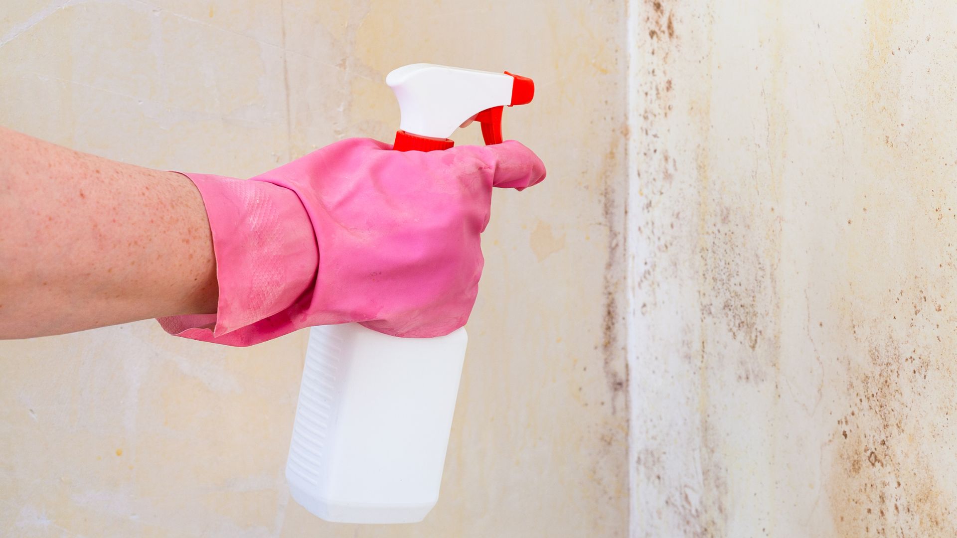 Métodos caseros para eliminar el moho negro del techo del baño