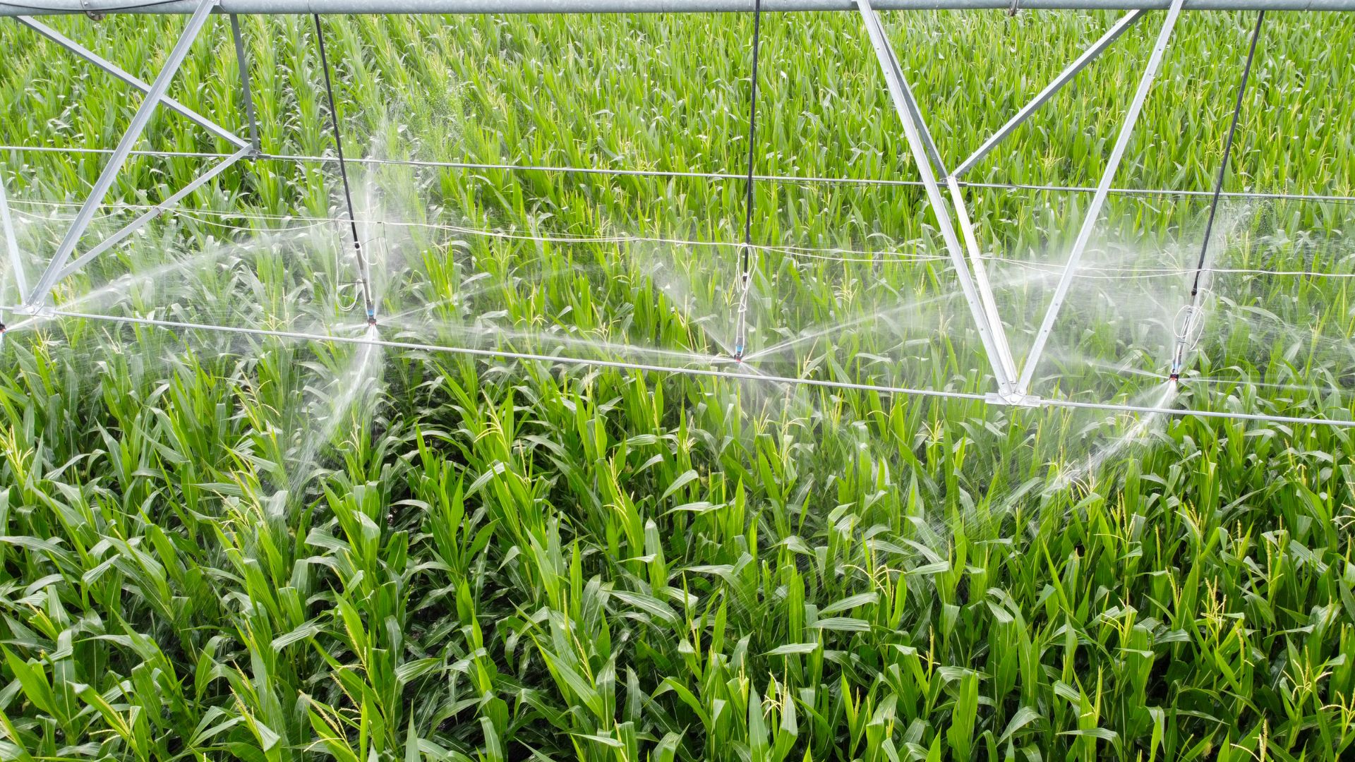 Cuidado del agua en la agricultura con Tecnología y Educación