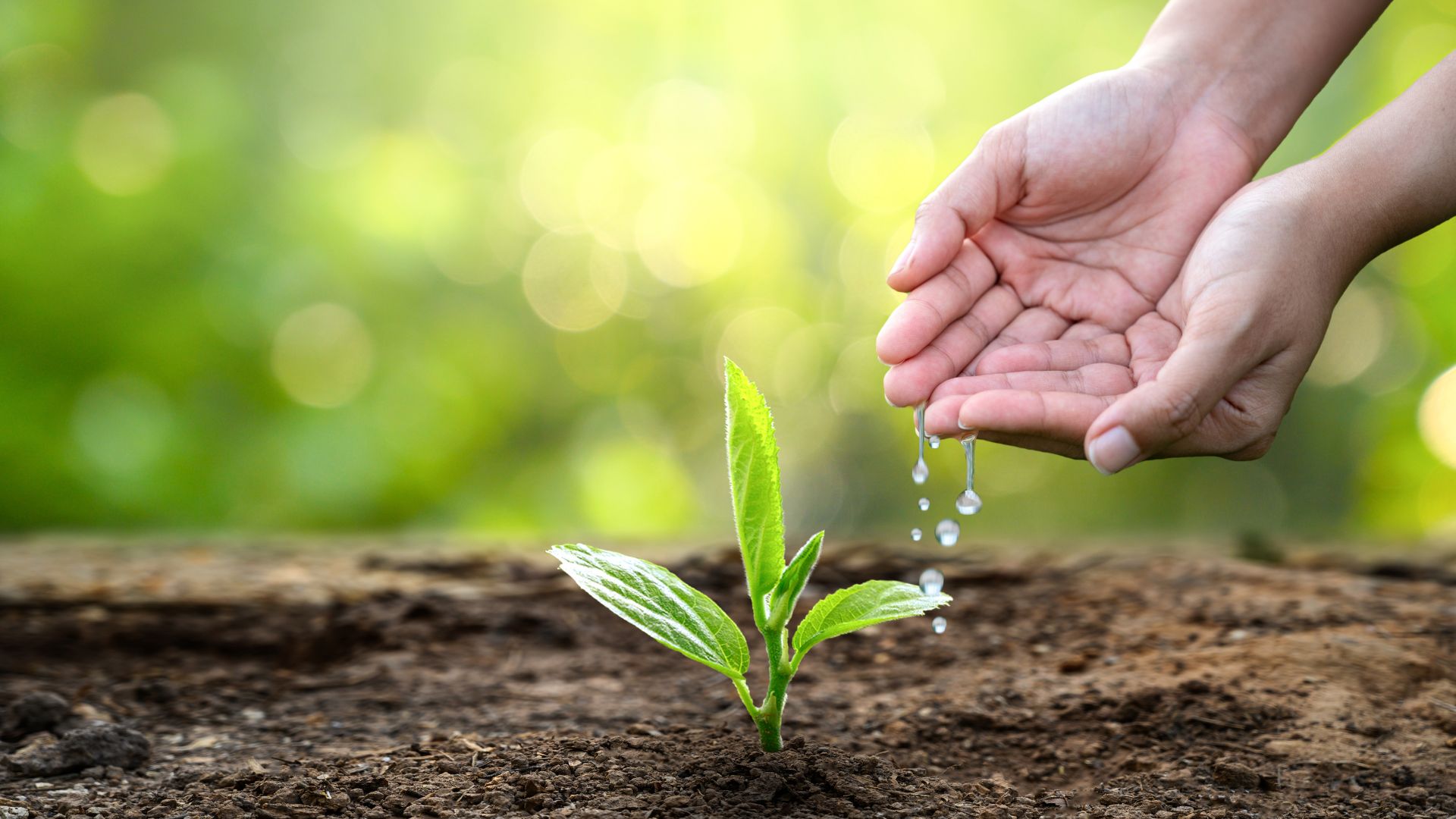 Importancia del Uso Eficiente del Agua en la Agricultura